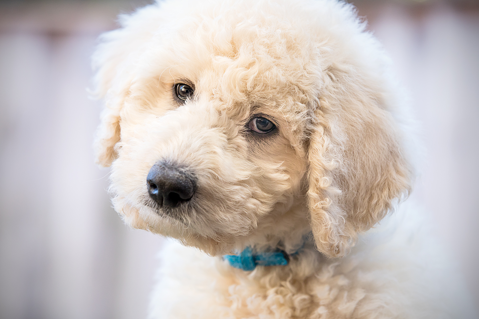 Therapy Dog Live Better Psychology